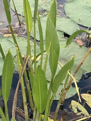 Sagittaria rigida