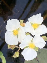 Sagittaria rigida