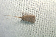 Lecithocerinae