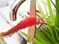 Xeronema callistemon