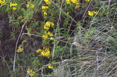Oreotrochilus chimborazo