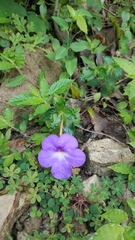 Achimenes longiflora
