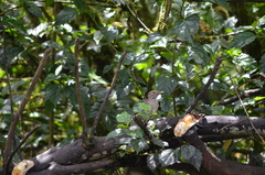 Turdus maculirostris
