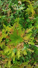 Selaginella lepidophylla