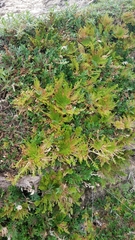 Selaginella lepidophylla