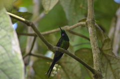 Heliodoxa imperatrix