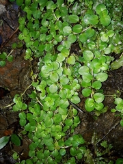 Epilobium rotundifolium