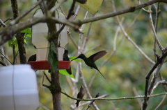 Heliodoxa imperatrix