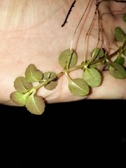 Epilobium rotundifolium