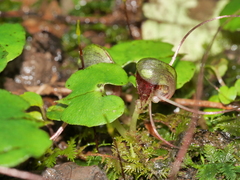 Corybas vitreus