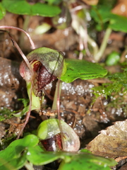 Corybas vitreus