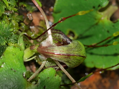 Corybas vitreus