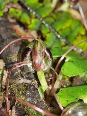 Corybas vitreus