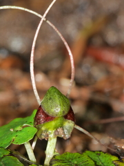 Corybas vitreus