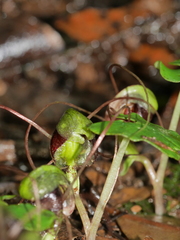 Corybas vitreus