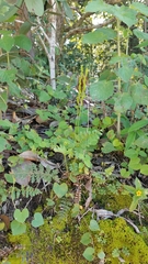 Anemia hirsuta