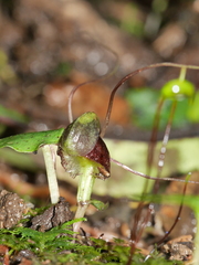 Corybas vitreus