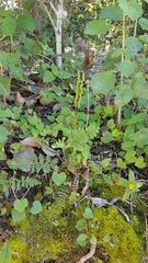 Anemia hirsuta