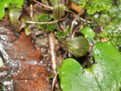 Corybas vitreus