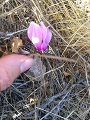 Cyclamen graecum