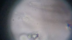 Byssocorticium atrovirens