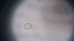 Byssocorticium atrovirens