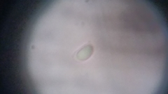 Byssocorticium atrovirens