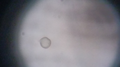 Byssocorticium atrovirens
