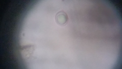 Byssocorticium atrovirens