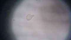 Byssocorticium atrovirens