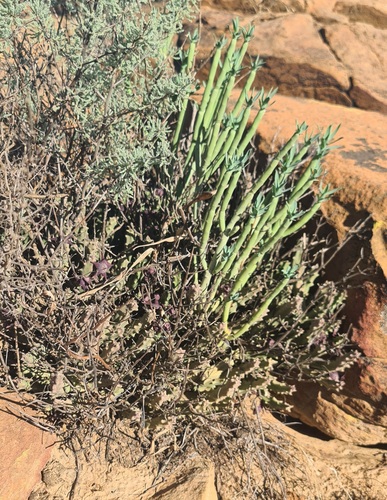 Gonostemon arenosus (C.A.Lückh.) P.V.Heath