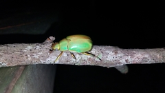Chrysina