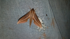 Xylophanes cthulhu