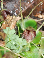 Corybas hatchii