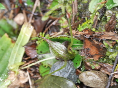 Corybas hatchii