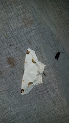 Sericoptera