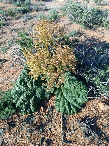 Image of Rheum tataricum by (c) Natalya Ivanova, some rights reserved (CC BY)