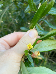 Anastrabe integerrima, photograph (c) Sunčana Bradley, some rights reserved (CC BY)