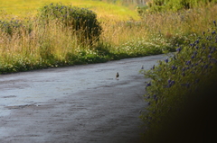 Anthus bogotensis