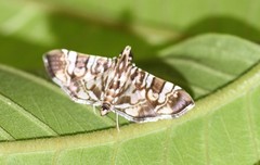 Chabula acamasalis