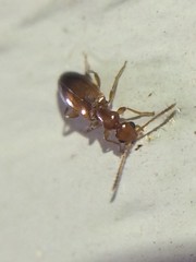 Ischyropalpus
