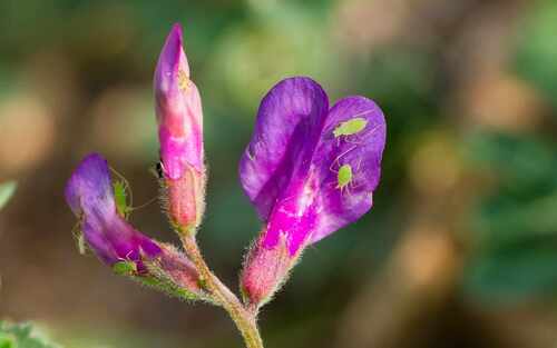 Bunge’s vetch (Vicia bungei)