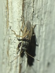 Pseudopachybrachius basalis