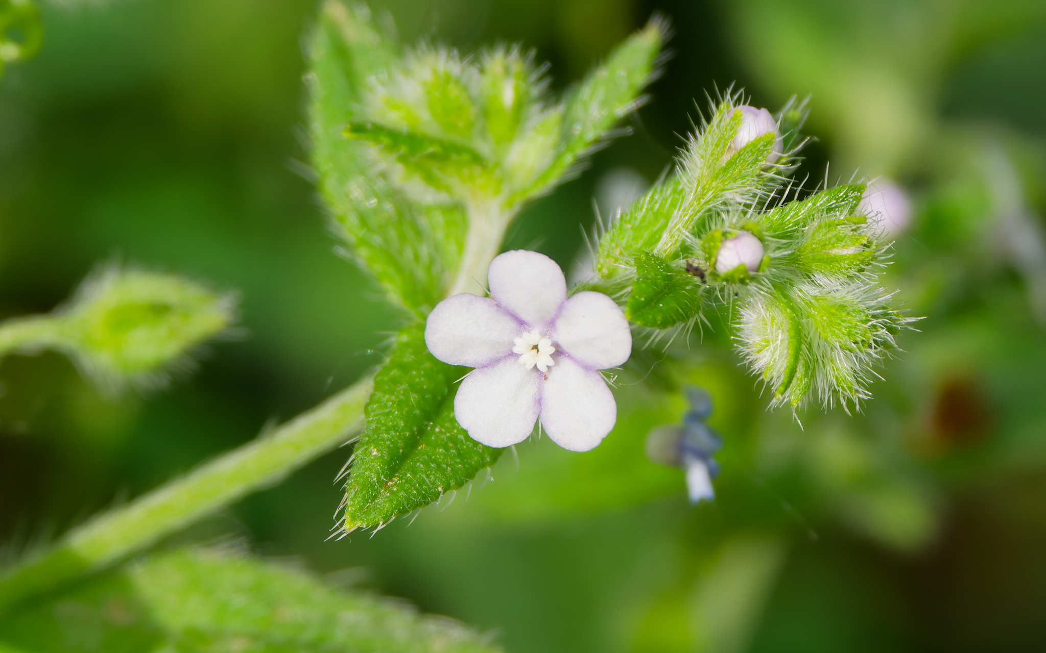 Bothriospermum secundum