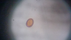 Byssocorticium atrovirens