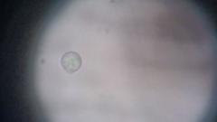 Byssocorticium atrovirens