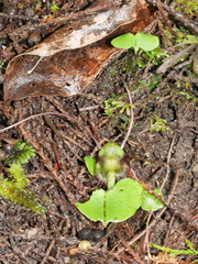 Corybas vitreus