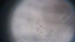 Byssocorticium atrovirens