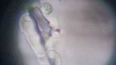 Byssocorticium atrovirens