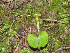 Corybas vitreus